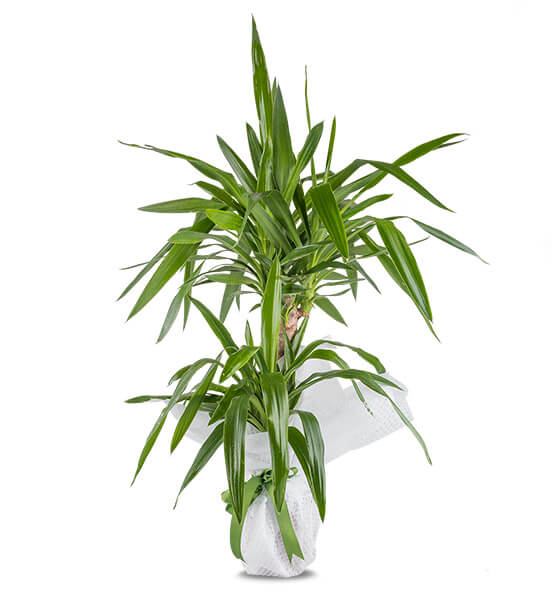 Tropic  Yucca Saksı Çiçeği